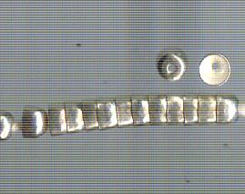 Thai Karen Hill Tribe Silver Beads BL886 (15 Beads)